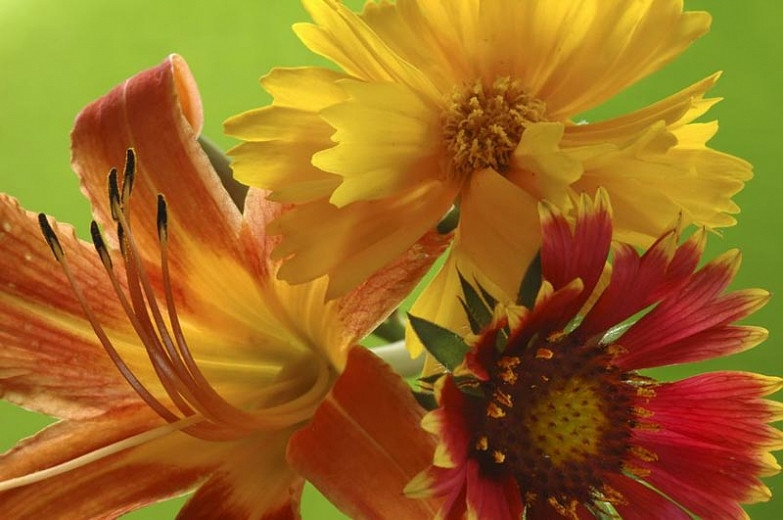 Image of Daylilies companion plant for Heleniums