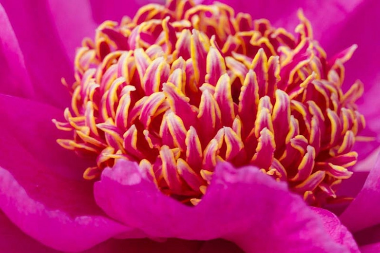 Pretty Late Blooming Peonies for your Spring Garden