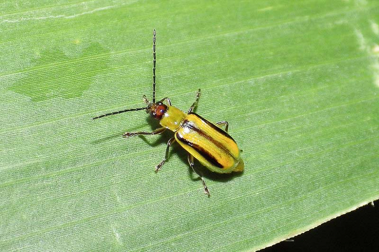Corn Rootworms Guide