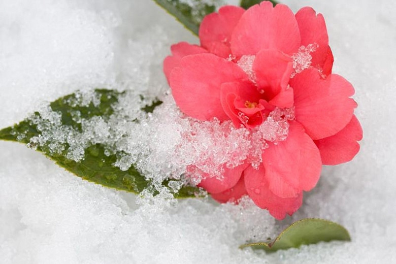 Winter Blooming Camellias