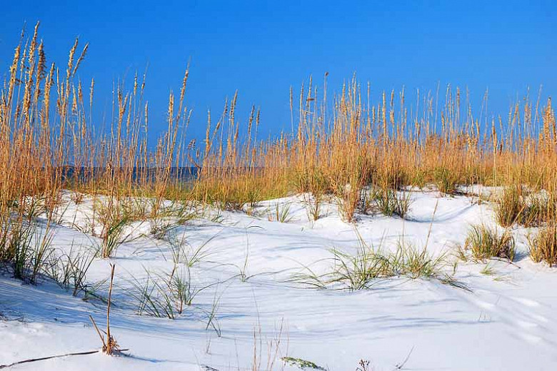 Native Grasses for South Florida
