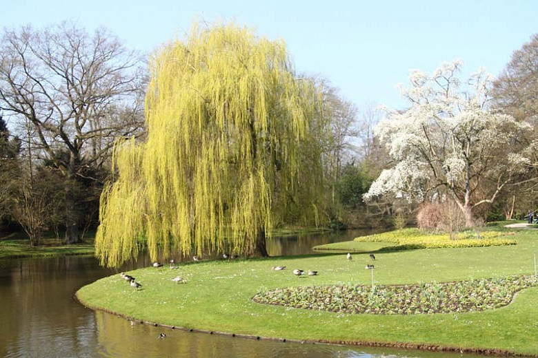 Native Plant Alternatives to Salix babylonica (Weeping Willow)