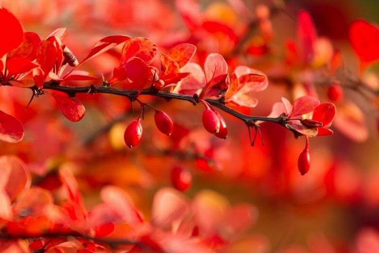Great Shrubs with Brilliant Fall Color for New England Gardens