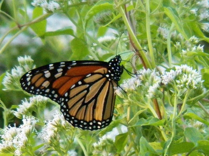 Monarch Nectar Plants for Washington
