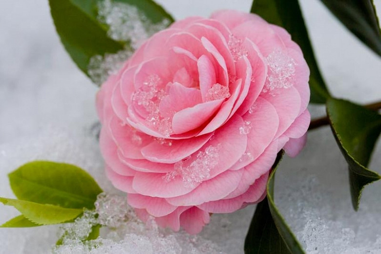 Cold Hardy Camellias