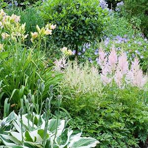 Astilbe Bloom Time Chart