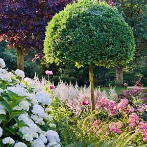 Astilbe Bloom Time Chart