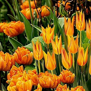 Spring Borders, Bulb Combinations, Perennial Combinations, Tulip Ballerina, Tulip Orange Princess,Tulipa Ballerina, Tulipa Orange Princess, Spring Bloom, Late Spring flowers, Orange tulips