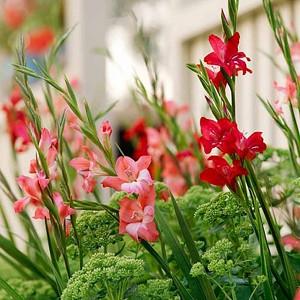 Summer plant combination ideas, Summer border ideas, Dwarf Gladiolus, Miniature gladiolus, Dwarf Sword-lily, Miniature gladioli Sword-lily
