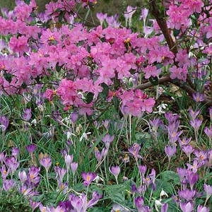 Spring Borders, Bulb Combinations, Perennial Combinations, Rhododendron praecox, lavender rhododendron, Crocus tommasinianus, Spring bulbs, Spring Flowers, Early spring Bulb Combination