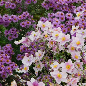 Garden ideas, landscaping ideas, Plant Combinations, Flowerbeds Ideas, Summer Borders, Fall Borders, Aster novae angliae, New England Aster, Japanese Anemones, Anemone Elegans,