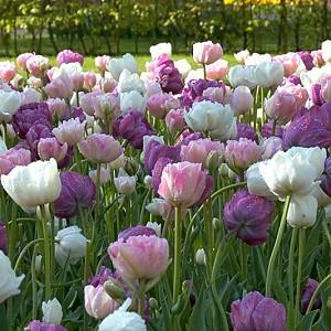 Mount Tacoma tulipe x 30 ampoules Double printemps tardif Blooms Facile à Cultiver 