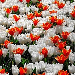 Crocus Vernus Jeanne D Arc Dutch Crocus Crocus Vernus Jeanne D Arc Dutch Crocus