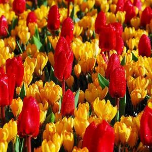 Spring Borders, Bulb Combinations, Perennial Combinations, Tulip Show Winner, Crocus Flavus Golden Yellow,Tulipa ShowWinner, Crocus Golden Yellow