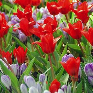 Spring Borders, Bulb Combinations, Perennial Combinations, Tulip Showwinner, Crocus vernus Pickwick, Tulipa Showwinner, Crocus Pickwick, Spring bulbs, Spring Flowers, Early spring Bulb Combination