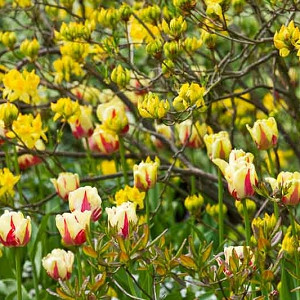 Spring Borders, Bulb Combinations, Perennial Combinations, Rhododendron luteum, yellow azalea, Tulip World Expression, Spring bulbs, Spring Flowers, spring Bulb Combination