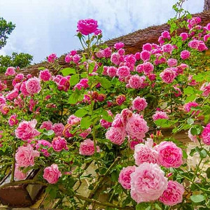 Climbing roses, Patio Roses, Rose Bonica, Rose Compassion, Rose New Dawn, Rose Aloha, Rose Caroline Testout, Rose Albertine, Pink roses, Pink climbing roses