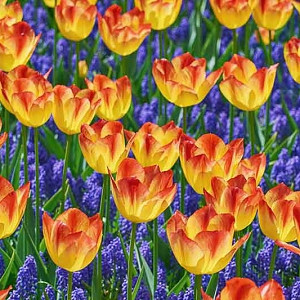 Spring Borders, Bulb Combinations, Perennial Combinations, Tulip Suncatcher, Tulipa Suncatcher, Muscari Armeniacum, Bicolor Tulips, Grape Hyacinth, Yellow Tulips, Red Tulips