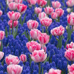 Spring Borders, Bulb Combinations, Perennial Combinations, Tulip Foxtrot, Tulipa Foxtrot, Muscari Armeniacum, Pink Tulips, Grape Hyacinth