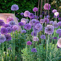 Spring Combination Ideas, Bulb Combinations, Plant Combinations, Flowerbeds Ideas, Spring Borders, Summer Border Ideas,  Allium Purple Sensation, Allium Giganteum