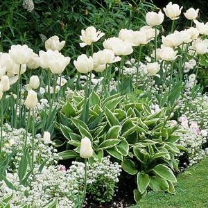 Combining Tulips With Annuals And Perennials Combining Tulips With Annuals And Perennials
