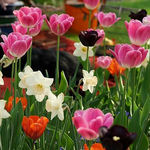 Spring Combination Ideas, Bulb Combinations, Plant Combinations, Flowerbeds Ideas, Spring Borders, Daffodil Passionale, Tulip Shirley, Tulip Fire Queen, Tulip Queen of Night, Tulip Light and Dreamy, Narcissus 'Passionale', Tulipa Shirley, Tulipa Fire Quee