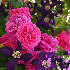 Planting Roses, Rose Gardening, Designing with Roses, English Roses, climbing roses, English Roses, Rose Tess d'Urbevilles, Purple Clemayis, Clematis Etoile Violette