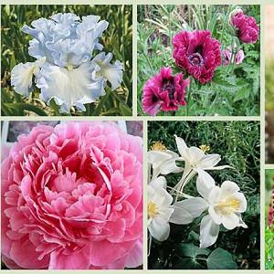 Paeonia Lactiflora Sarah Bernhardt Peony