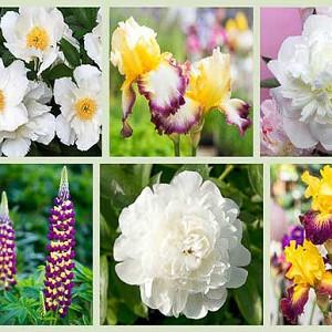 Paeonia Lactiflora Krinkled White Peony