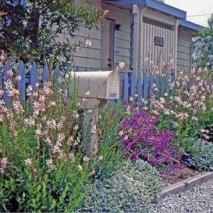 Gaura Lindheimeri Whirling Butterflies Beeblossom