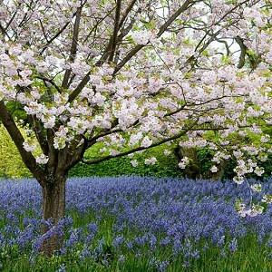 Prunus Shirotae Japanese Flowering Cherry Prunus Shirotae Japanese Flowering Cherry