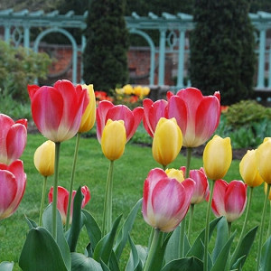 Spring Combination Ideas, Bulb Combinations, Plant Combinations, Flowerbeds Ideas, Spring Borders, Tulip 'Big Smile', Tulip 'Big Chief', Tulipa 'Big Smile', Tulipa 'Big Chief'