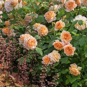 Heuchera Marmalade Coral Bells I've trialed amber colored heucheras for years only to be sadly disappointed with ruffled foliage aglow in sunset gold, peach and pink, this is the heuchera to grow and use for. heuchera marmalade coral bells