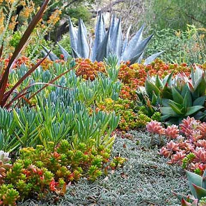 Garden Ideas, Landscaping Ideas, drought tolerant plant, succulent garden, agave americana, senecio, Debra Lee, graptopetalum paragayense, phormium amazing red aloe, sedum rubrotinctum