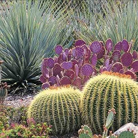Garden ideas, Mediterranean garden, Water wise Garden, Drought-tolerant Garden, Dasylirion wheeleri, Desert Spoon, Echinocactus, Barrel Cactus, Opuntia santarita
