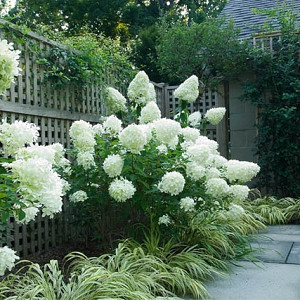 Image of White hydrangea paniculata in a forest