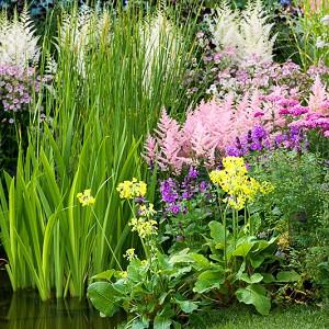 Astilbe Bridal Veil Arendsii Hybrid Astilbe Bridal Veil Arendsii Hybrid