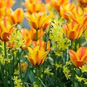 Spring Borders, Bulb Combinations, Perennial Combinations, Spring bulbs, Spring Flowers, Early spring Bulb Combination, Tulip Cape Cod, Narcissus Hawera, Tulipa Cape Cod, Daffodil Hawera, Triandus Daffodils, Greigii Tulips
