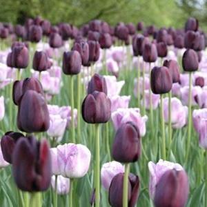 Spring Borders, Bulb Combinations, Perennial Combinations, Tulip Queen of Night, Tulip Shirley, Tulipa Queen of Night, Tulipa Shirley