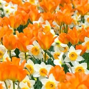 Spring Combination Ideas, Bulb Combinations, Plant Combinations, Flowerbeds Ideas, Spring Borders, Tulip Orange Emperor, Narcissus Sempre Avanti,Tulipa Orange Emperor, Daffodil Sempre Avanti