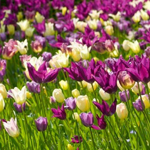 Spring Combination Ideas, Bulb Combinations, Plant Combinations, Flowerbeds Ideas, Spring Borders, Tulip Elegant Lady, Tulip Purple Dream, Tulipa Elegant Lady, Tulipa Purple Dream, Tulipe Elegant Lady, Tulipe Purple Dream,