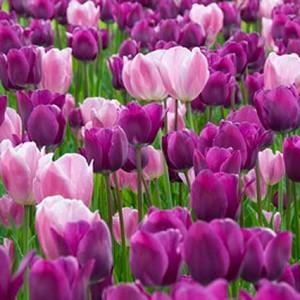 Spring Combination Ideas, Bulb Combinations, Plant Combinations, Flowerbeds Ideas, Spring Borders, Tulip Negrita, Purple Tulip, Tulip Shirley, Tulip Early Glory, Tulipa Negrita, Tulipa Shirley,