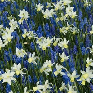 Spring Combination Ideas, Bulb Combinations, Plant Combinations, Flowerbeds Ideas, Spring Borders, narcissus Sailboat, Daffodil Sailboat, Muscari Armeniacum, Grape hyacinth, Mid spring blooms.