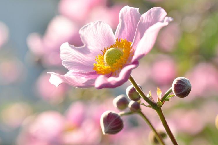 Anemones Windflowers