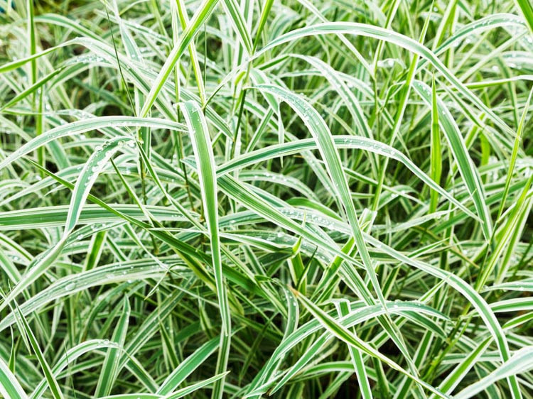 Image of Carex or Sedge plant