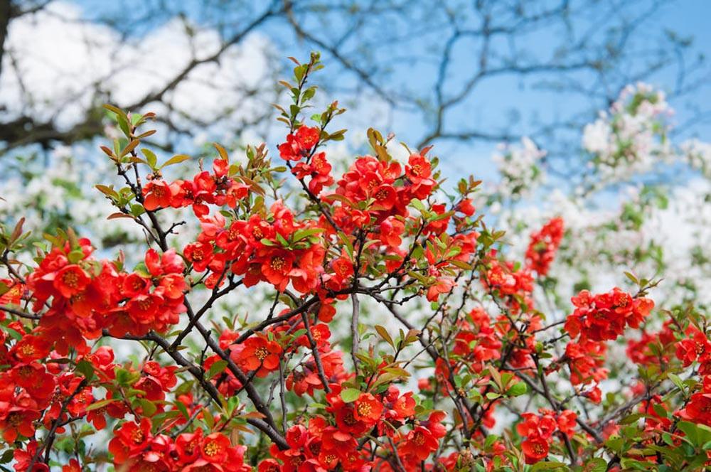 Chaenomeles Flowering Quinces