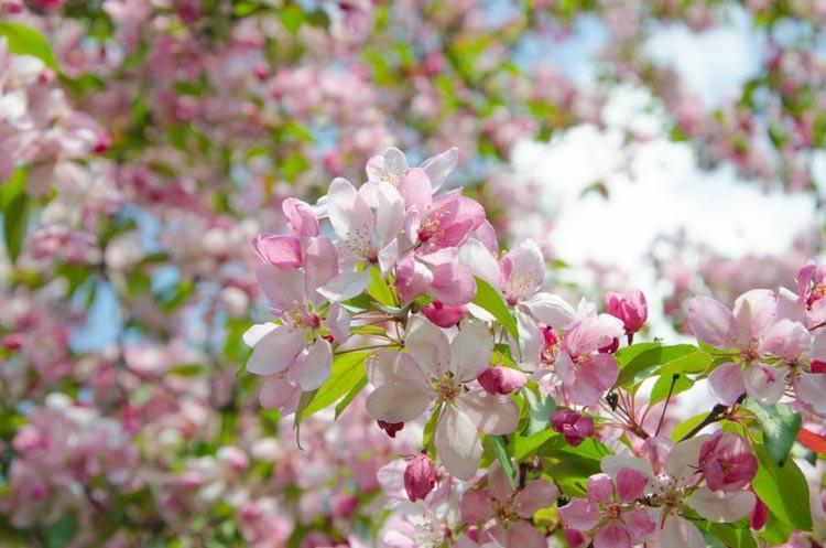 Malus - Crabapples