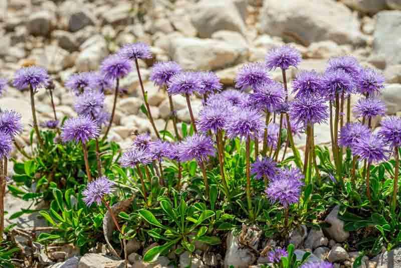 Scabiosa Pincushion Flowers Scabiosa Pincushion Flowers