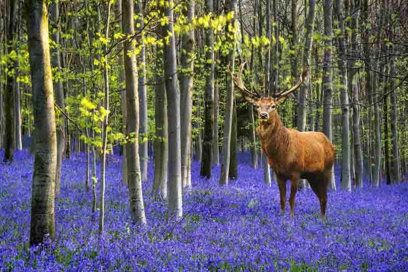 Hyacinthoides Bluebells