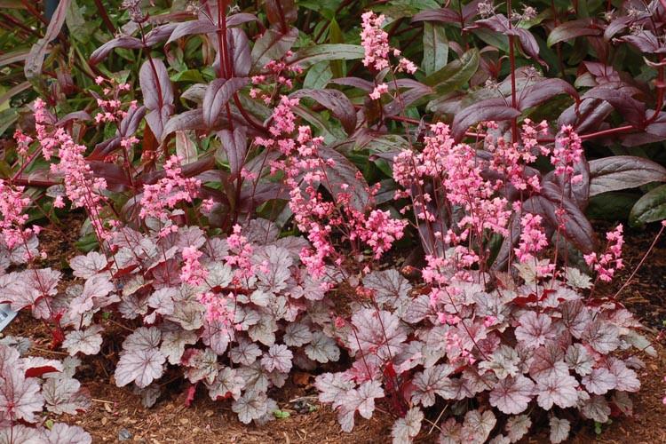 coral bells varieties